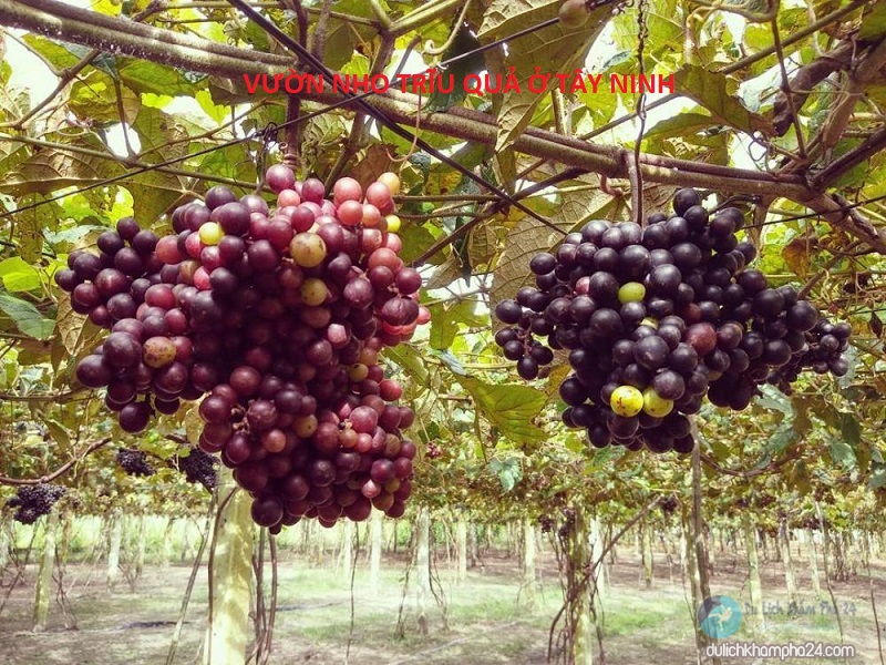 vườn nho Tây Ninh