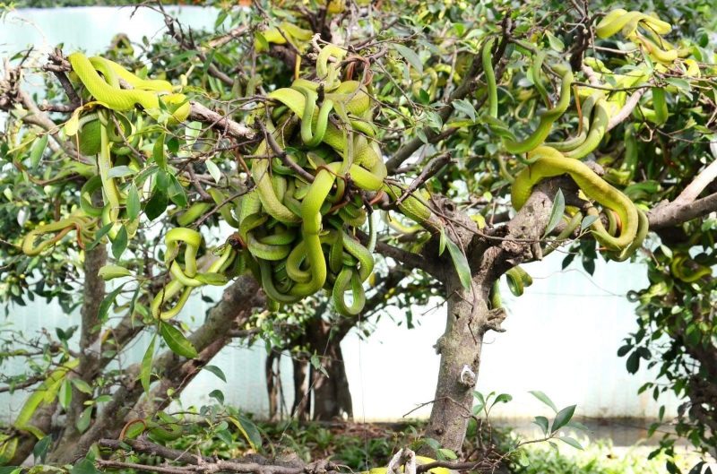 Trại rắn Đồng Tâm- Đến đây bạn sẽ được “chiêm ngưỡng” rất nhiều loài rắn